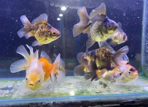 goblin fish price philippines|GS Goldfish Philippines II .